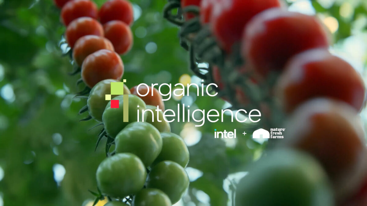 Close-up of ripe and unripe tomatoes on a vine with the text organic intelligence and logos for Intel and Nature Fresh Farms overlaid on the image.