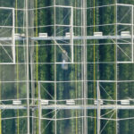 Aerial view of a large greenhouse with a grid-like glass and metal frame. Inside, rows of lush green plants are visible. The geometric pattern of the structure contrasts with the natural greenery inside.